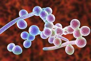 سمپوزیوم چالش ها و پیشرفت های مدیریت عفونت های قارچی مهاجم در بیماران مبتلا به بدخیمی 